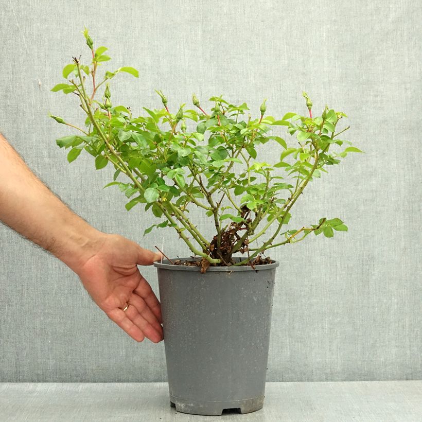 Exemplar von Rosa Nectar Garden Alexander von Humboldt - Polyantha-Rose Topf mit 3L/4L wie im Sommer geliefert