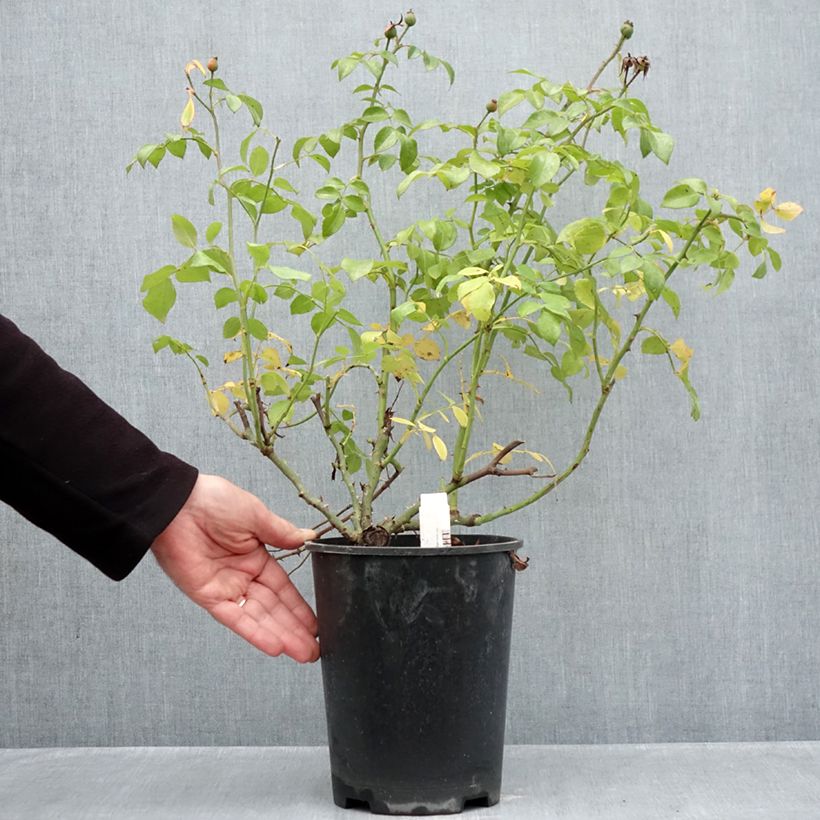 Exemplar von Rosa polyantha Nectar Garden Escimo - Polyantha-Rose Topf mit 4L/5L wie im Herbst geliefert