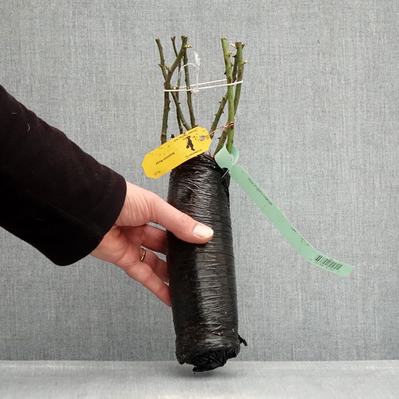 Exemplar von Rosa PATIO ROSE Baby Icebergl - Beetrose Wurzelnackt in Beutel wie im Winter geliefert