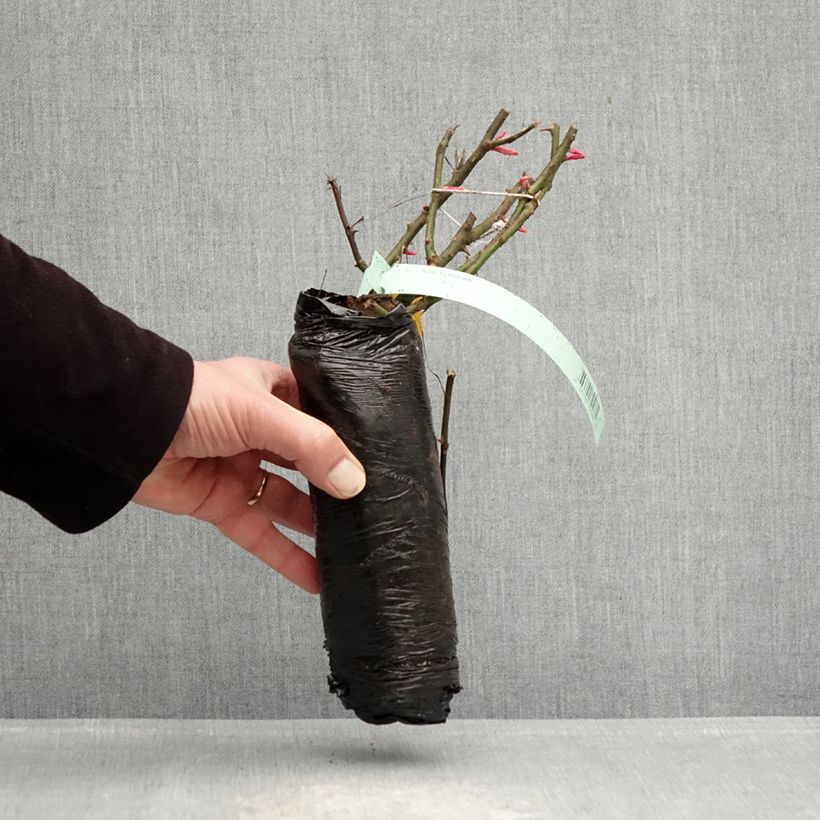 Exemplar von Rosa PATIO ROSE Impala - Beetrose Wurzelnackt in Beutel wie im Winter geliefert