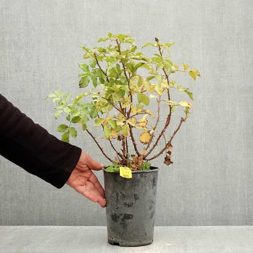 Exemplar von Rosa PATIO ROSE Xenia Korpinka - Beetrose Topf mit 3L/4L wie im Herbst geliefert