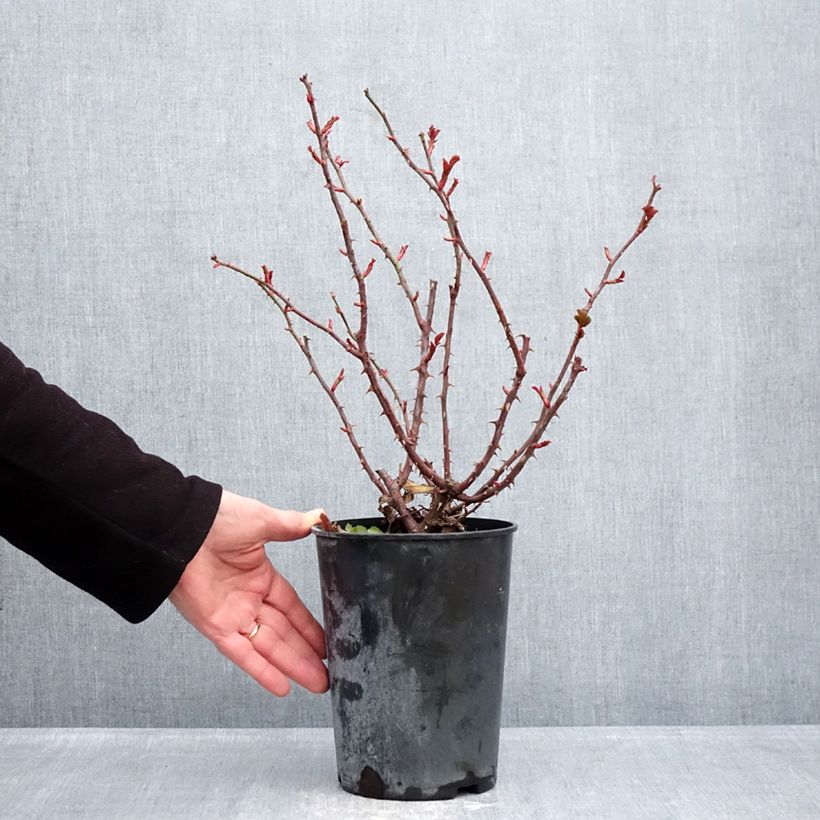 Exemplar von Rosa PATIO ROSE Xenia Korpinka - Beetrose Topf mit 3L/4L wie im Winter geliefert