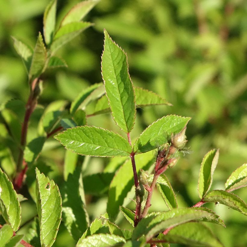 Rosa Rosanatura Bicolore - Parkrose (Laub)