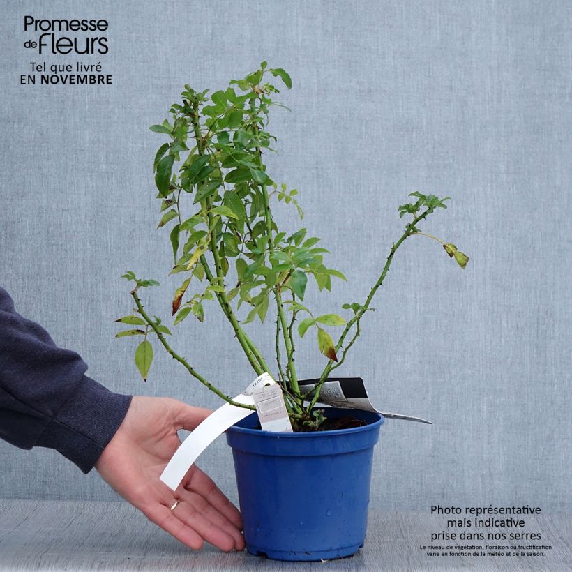 Exemplar von Rosa Rosanatura Alba - Parkrose Topf mit 2L/3L wie im Herbst geliefert