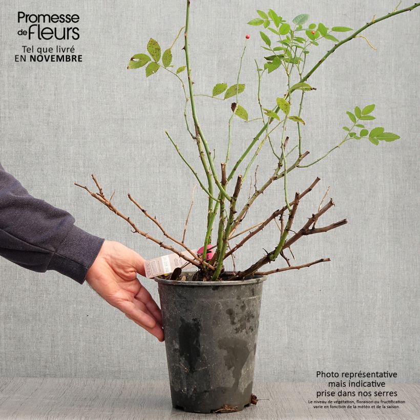 Exemplar von Rosa Rosanatura Bicolore - Parkrose Topf mit 2L/3L wie im Herbst geliefert