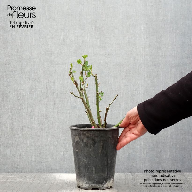 Exemplar von Rosa Rosanatura Bicolore - Parkrose Topf mit 2L/3L wie im Winter geliefert