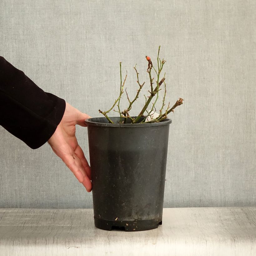 Exemplar von Rosa Street Colors Champs Elysées 'Meiplumty' - Parkrose Topf mit 2L/3L wie im Winter geliefert