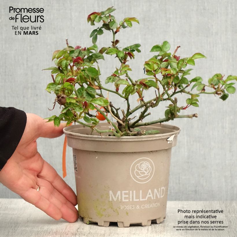 Exemplar von Rosa Street Colors Moulin Rouge - Parkrose Topf mit 4L/5L wie im Frühjahr geliefert