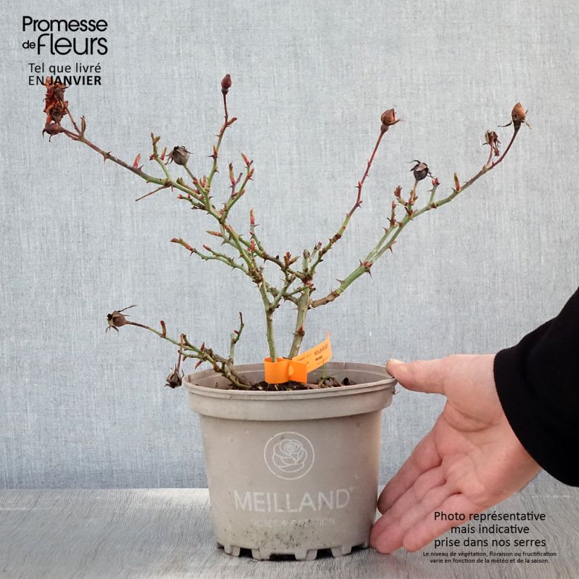 Exemplar von Rosa Street Colors Moulin Rouge - Parkrose Topf mit 4L/5L wie im Winter geliefert