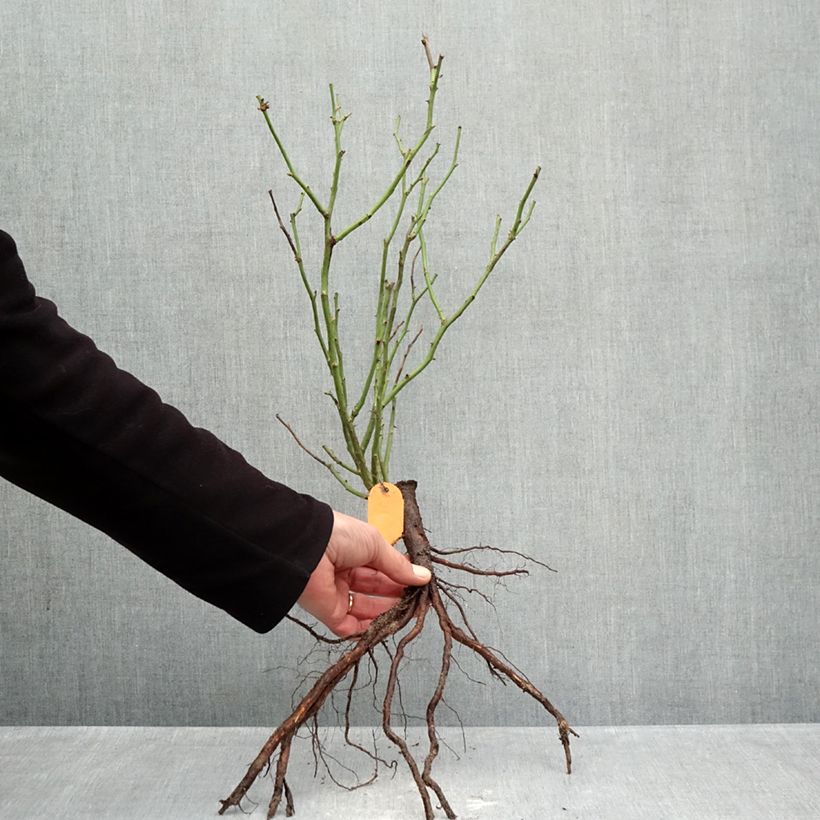 Exemplar von Rosa polyantha Mona Lisa - Parkrose Wurzelnackt wie im Winter geliefert