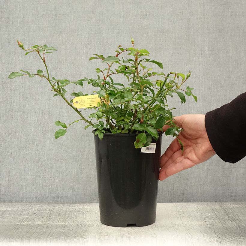 Exemplar von Rosa Rigo Rosen Innocencia - Rigo-Rose Topf mit 3L/4L wie im Herbst geliefert