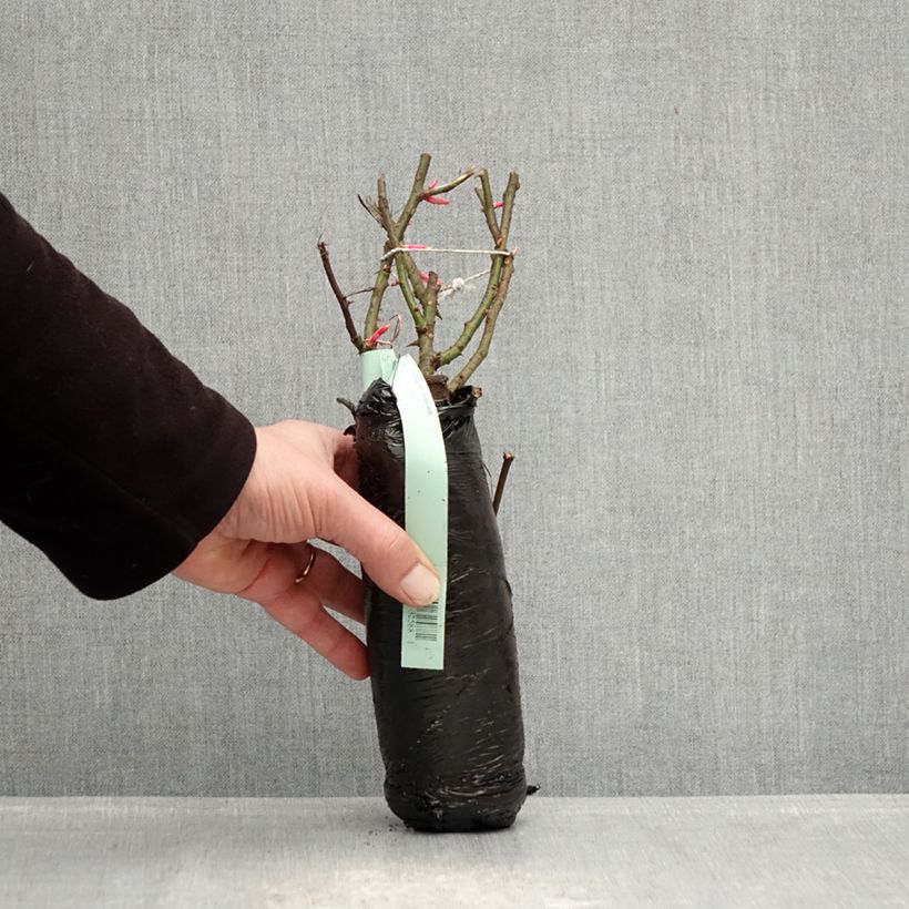 Exemplar von Rosa Rigo Rosen Hotline - Rigo-Rose Wurzelnackt in Beutel wie im Winter geliefert