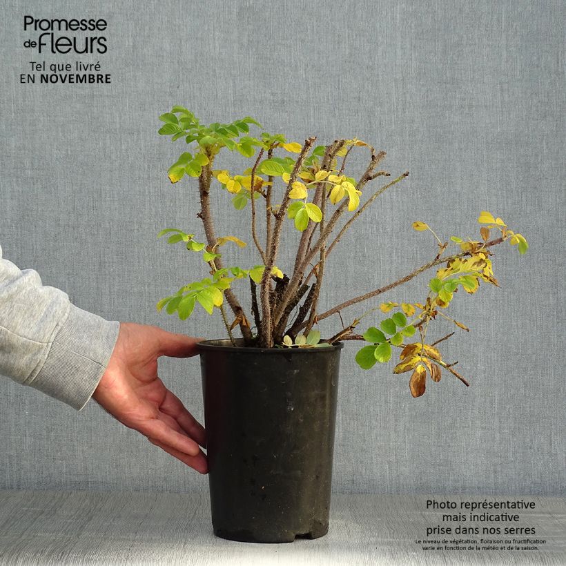 Exemplar von Rosa rugosa Alba - Apfelrose Topf mit 3L/4L wie im Herbst geliefert