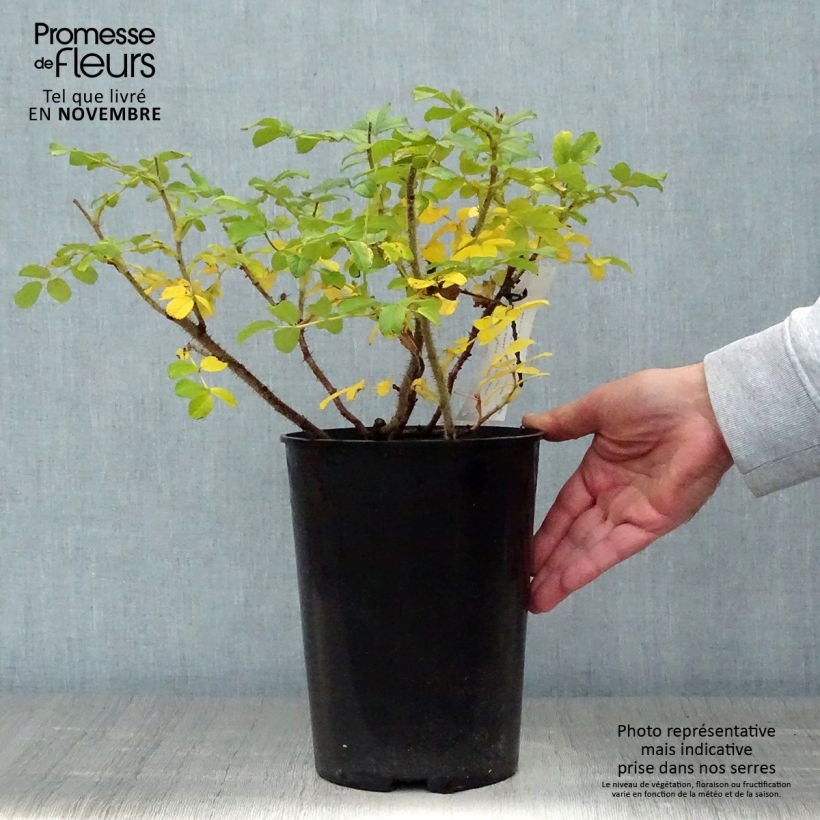 Exemplar von Rosa rugosa Blanc Double de Coubert - Apfelrose Topf mit 4L/5L wie im Herbst geliefert