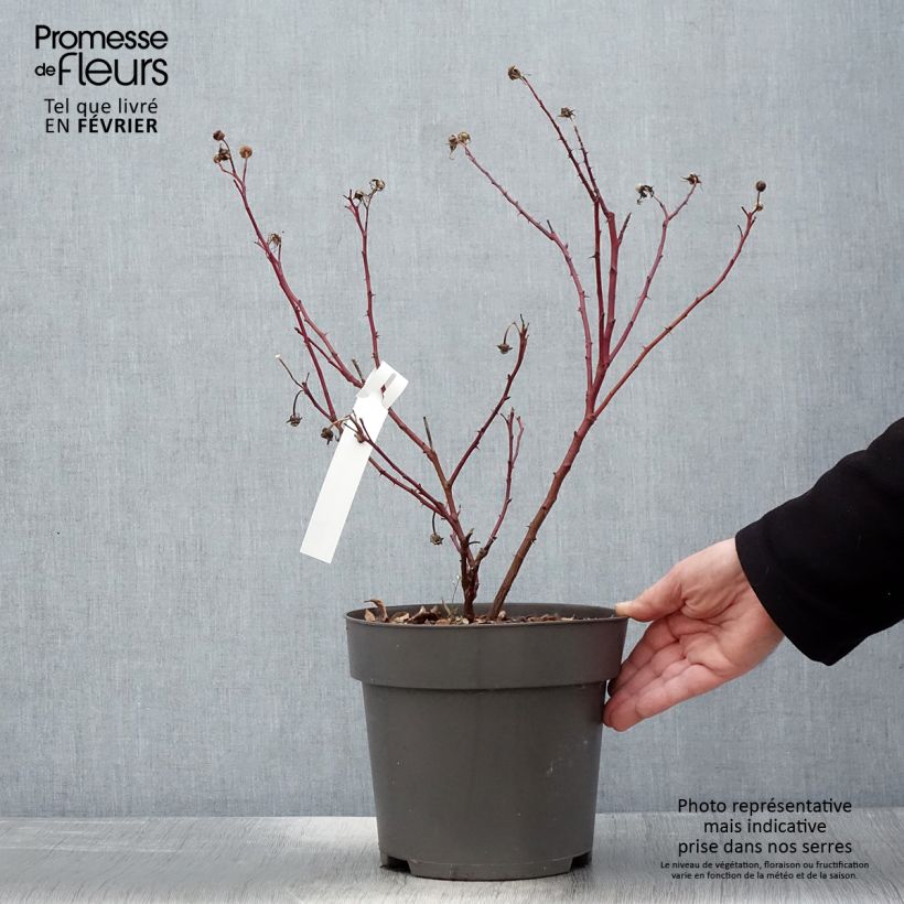 Exemplar von Rosa Jam-a-licious - Apfelrose Topf mit 4L/5L wie im Winter geliefert