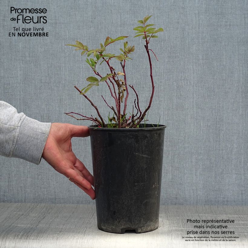 Exemplar von Rosa rugosa Thérèse Bugnet - Apfelrose Topf mit 4L/5L wie im Herbst geliefert