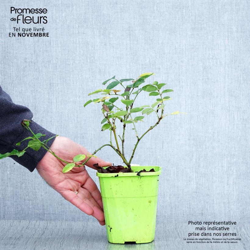 Exemplar von Rosa persica See You In Pink - Persische Rose Topf mit 3L/4L wie im Herbst geliefert