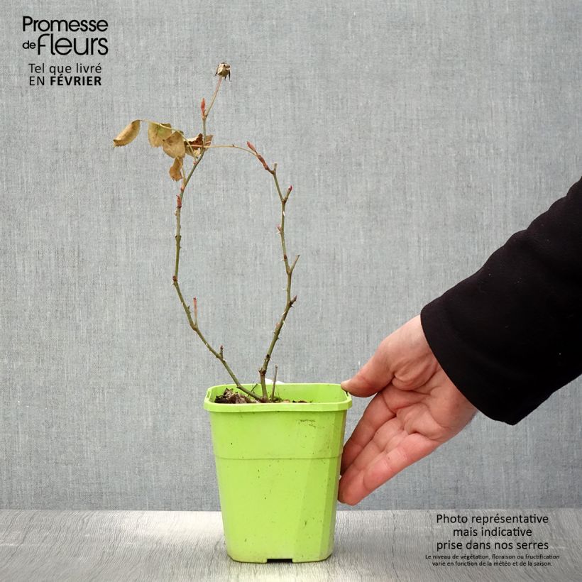 Exemplar von Rosa persica See You In Pink - Persische Rose Topf mit 3L/4L wie im Winter geliefert