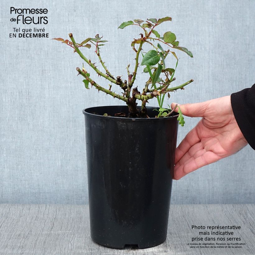 Exemplar von Rosa persica See You In Red - Persische Rose Topf mit 4L/5L wie im Herbst geliefert