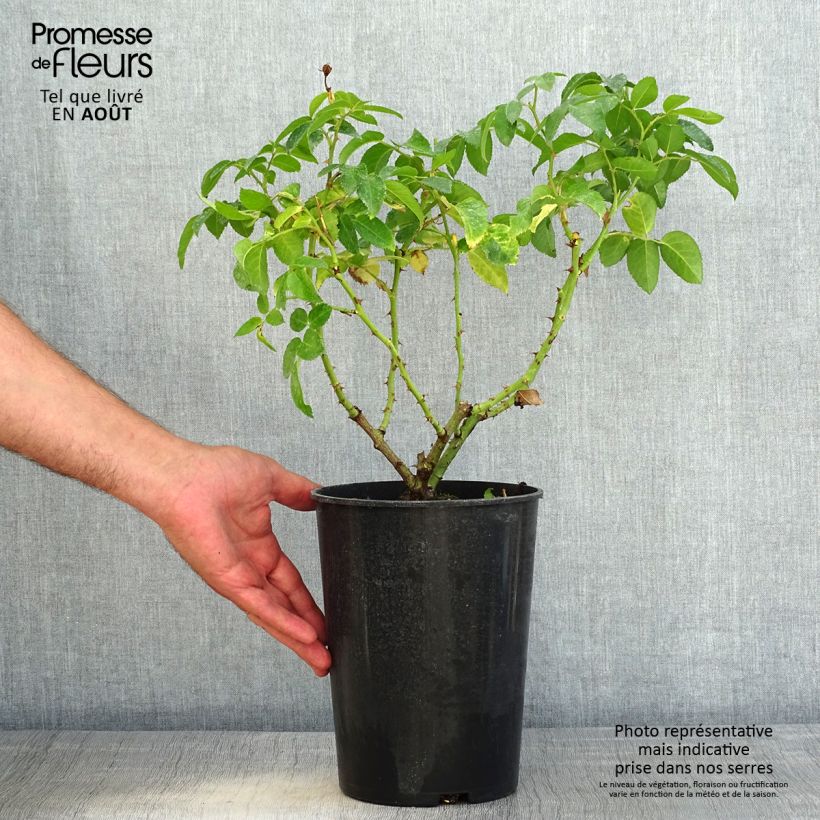 Exemplar von Rosa persica See You In Red - Persische Rose Topf mit 4L/5L wie im Sommer geliefert