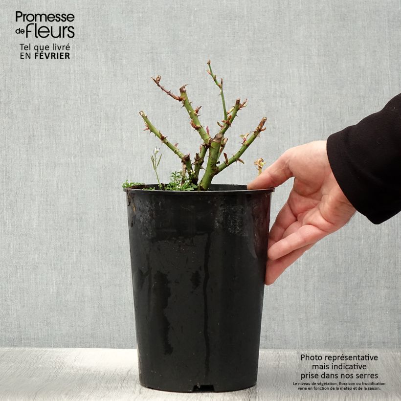 Exemplar von Rosa persica See You In Red - Persische Rose Topf mit 4L/5L wie im Winter geliefert