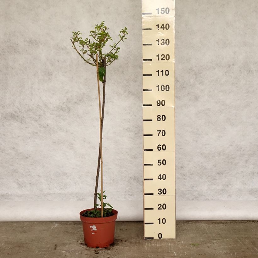 Exemplar von Stammrose Ballerina Topf mit 7,5L/10L, Stamm wie im Frühjahr geliefert