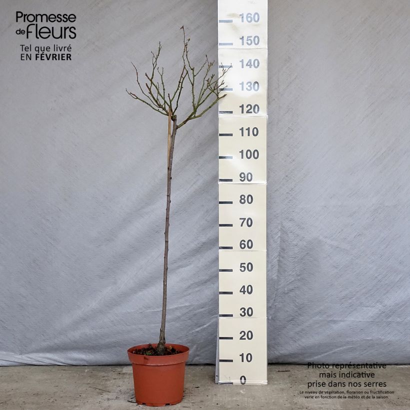 Exemplar von Stammrose Bonica Topf mit 7,5L/10L, Stamm wie im Winter geliefert