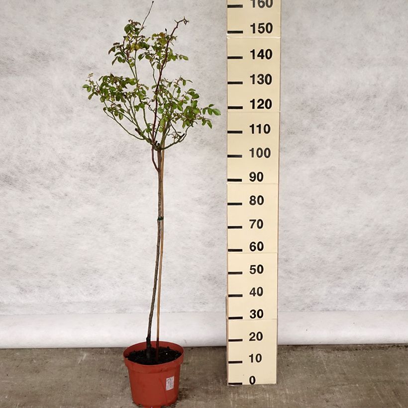 Exemplar von Stammrose Bonica Topf mit 7,5L/10L, Stamm wie im Frühjahr geliefert