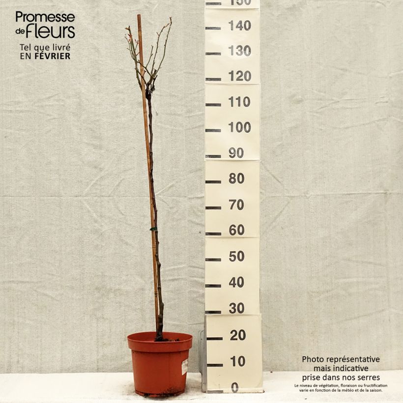 Exemplar von Stammrose David Austin Desdemona Topf mit 7,5L/10L, Stamm wie im Winter geliefert