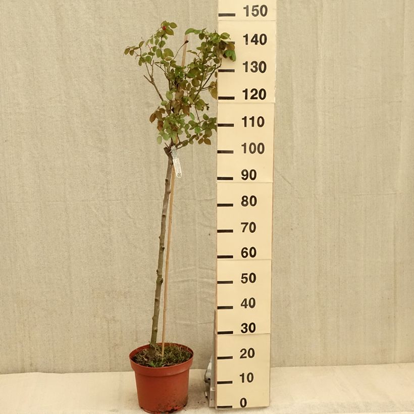 Exemplar von Stammrose David Austin Desdemona Topf mit 7,5L/10L, Stamm wie im Frühjahr geliefert