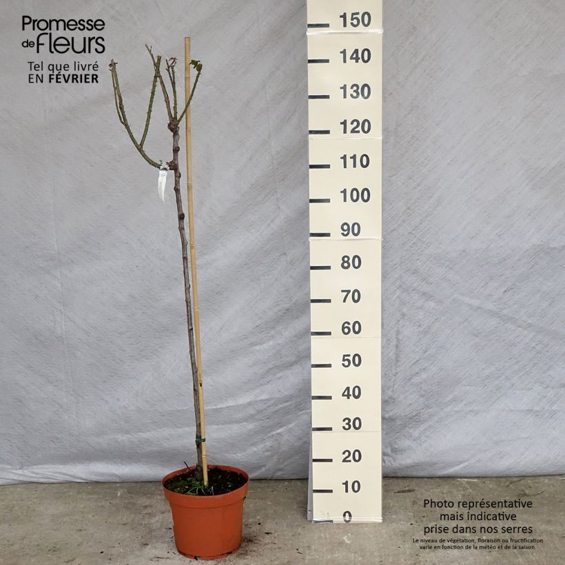Exemplar von Stammrose David Austin Gertrude Jekyll Topf mit 7,5L/10L, Stamm wie im Winter geliefert