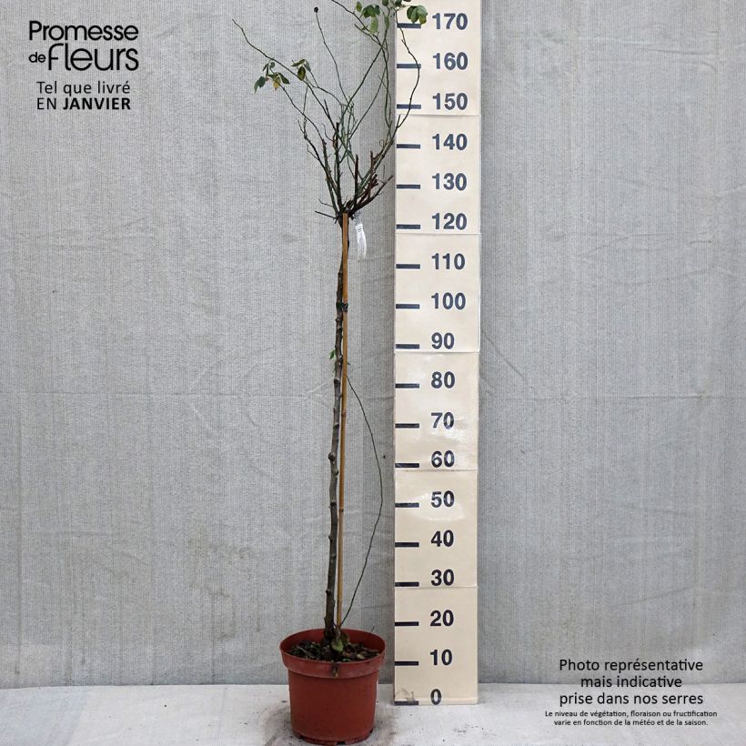 Exemplar von Stammrose David Austin Lady Of Shalott Topf mit 4L/5L wie im Winter geliefert