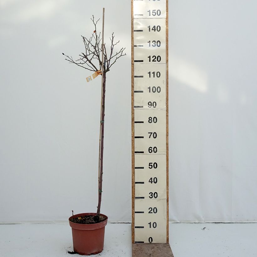 Exemplar von Stammrose Calizia Topf mit 7,5L/10L, Stamm wie im Winter geliefert