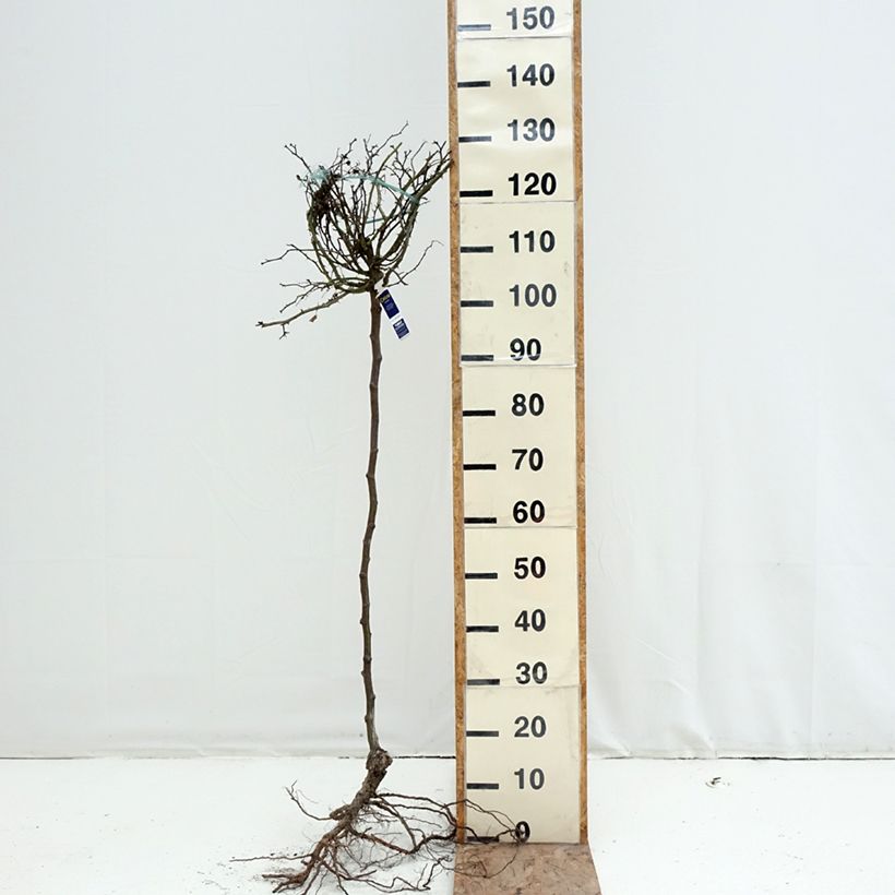 Exemplar von Stammrose Celina Wurzelnackt, Stamm wie im Winter geliefert