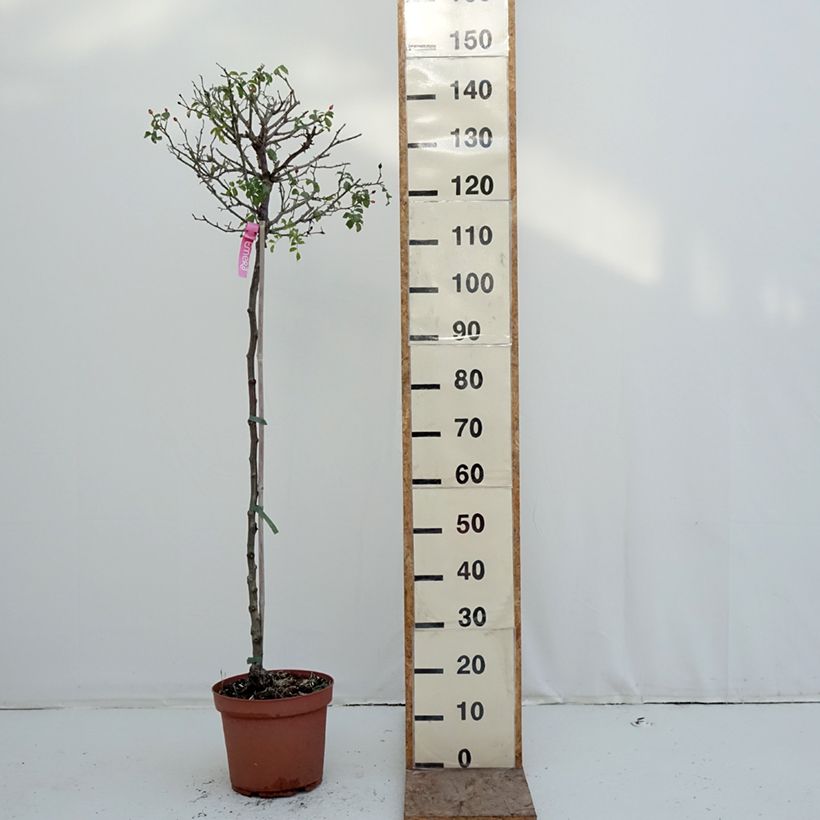 Exemplar von Stammrose Stammrose Heidetraum (Emera) Topf mit 7,5L/10L, Stamm wie im Winter geliefert