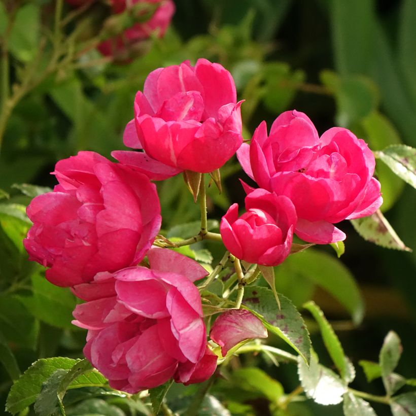 Stammrose Stammrose Heidetraum (Emera) (Blüte)
