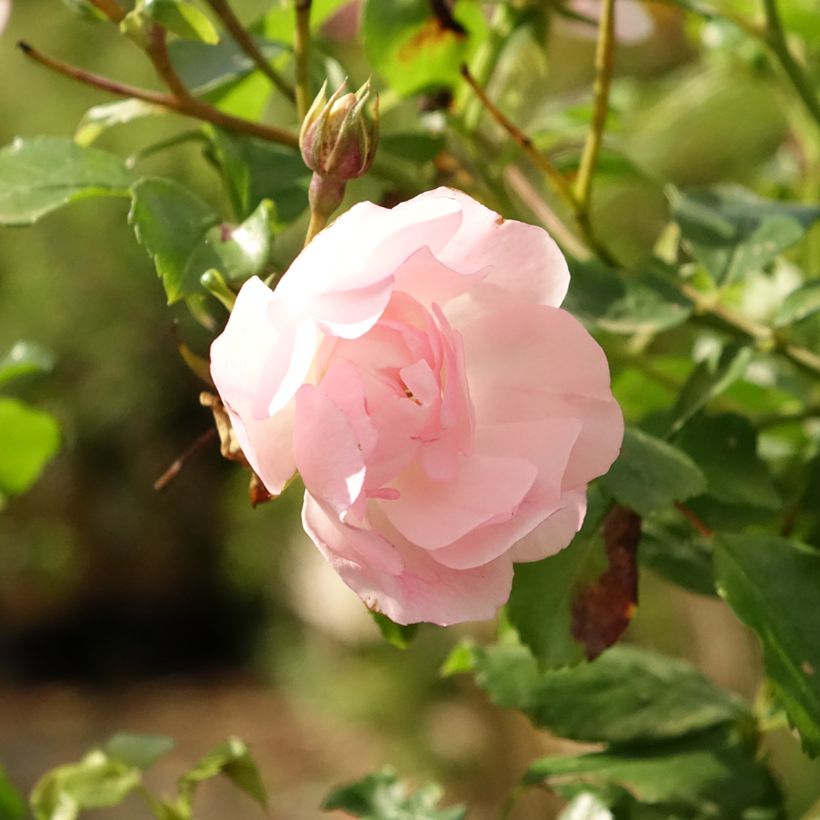 Stammrose Mareva (Blüte)