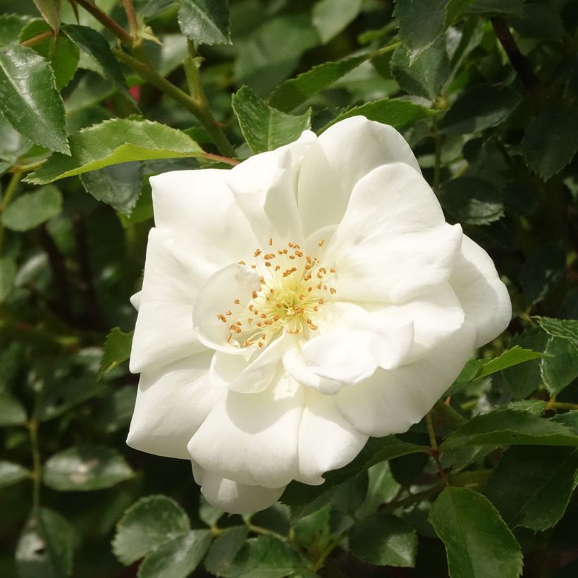 Stammrose Opalia noaschnee (Blüte)