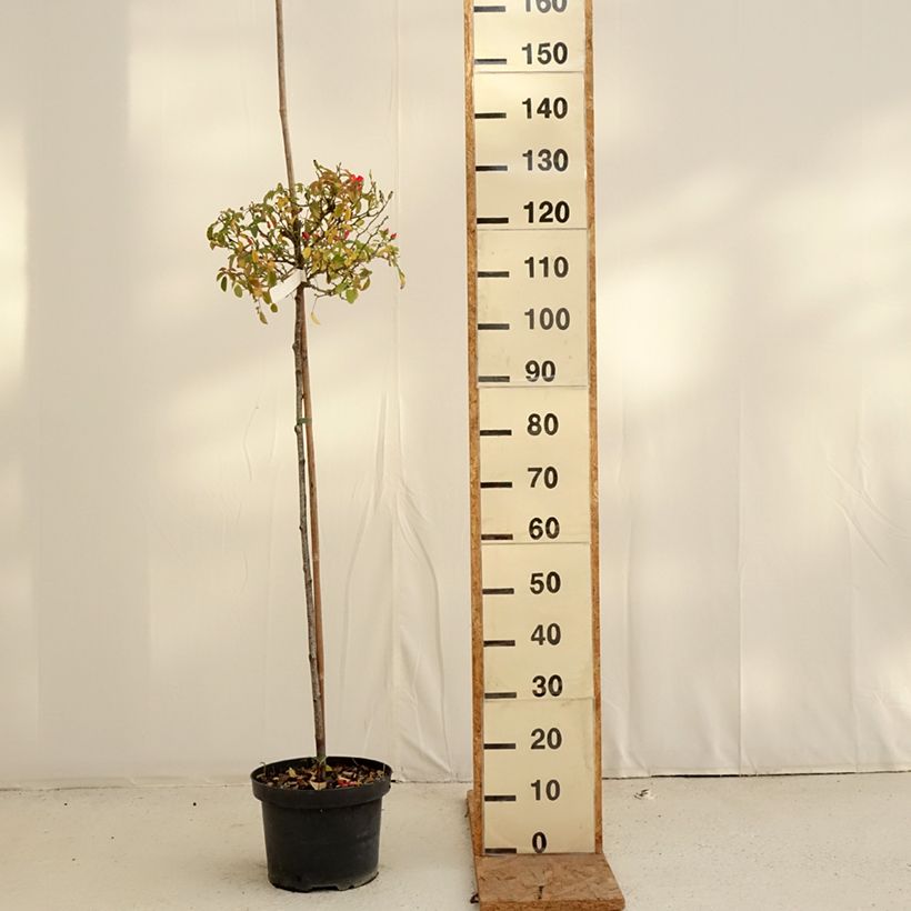 Exemplar von Stammrose Isalia Topf mit 7,5L/10L, Stamm wie im Herbst geliefert