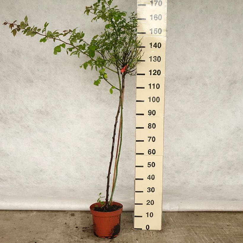 Exemplar von Stammrose Isalia Topf mit 7,5L/10L, Stamm wie im Frühjahr geliefert