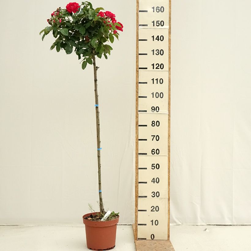 Exemplar von Stammrose Dominica Intercomdoor Topf mit 7,5L/10L, Stamm wie im Sommer geliefert