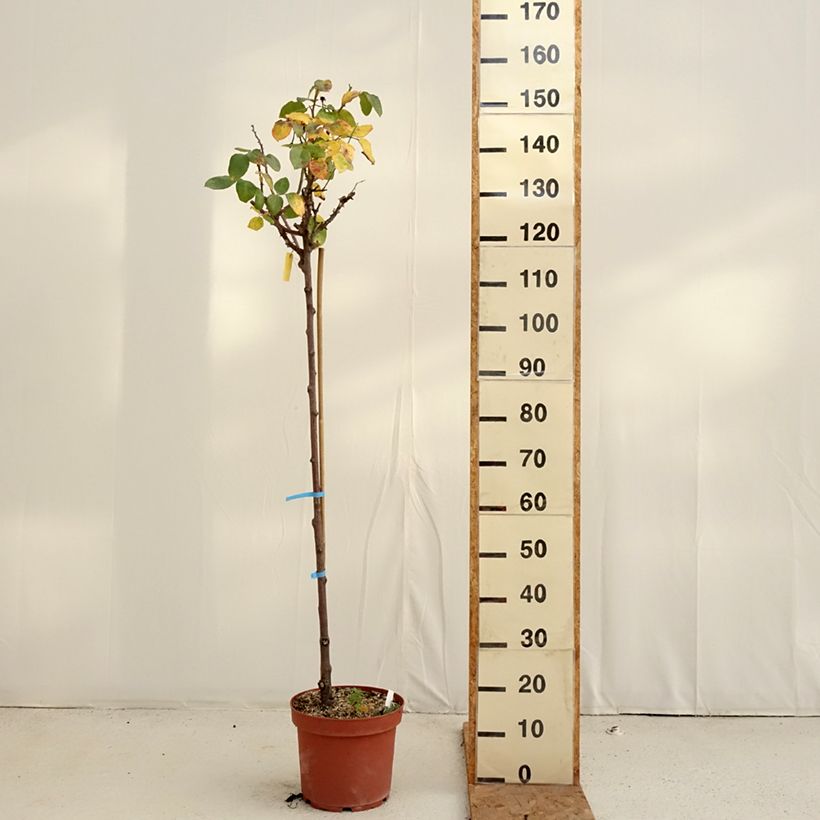 Exemplar von Stammrose Dominica Intercomdoor Topf mit 7,5L/10L, Stamm wie im Herbst geliefert