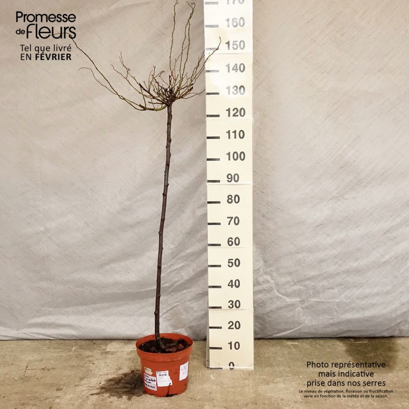 Exemplar von Stammrose Guirlande d'Amour Topf mit 7,5L/10L wie im Winter geliefert