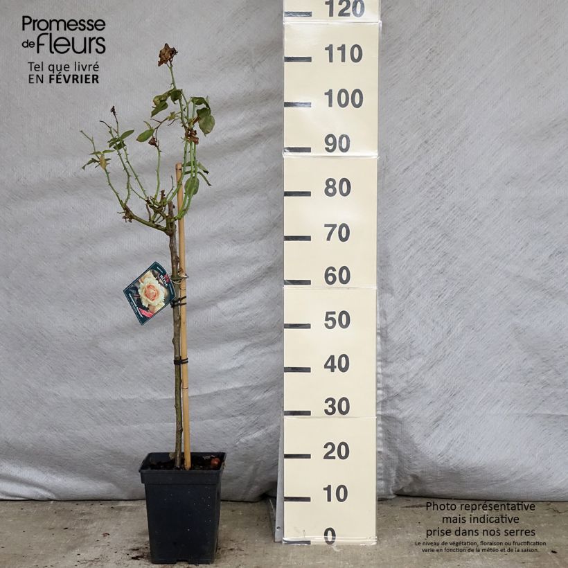 Exemplar von Stammrose Hansestadt Rostock Topf mit 4L/5L wie im Winter geliefert