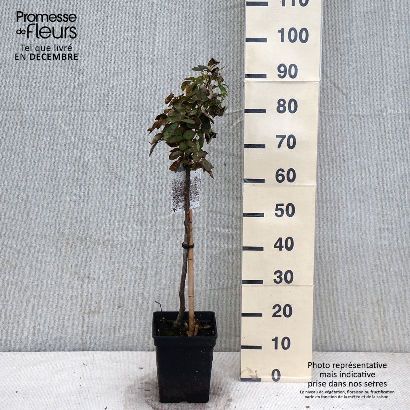 Exemplar von Stammrose polyantha Heidi Klum Topf mit 7,5L/10L, Stamm wie im Herbst geliefert