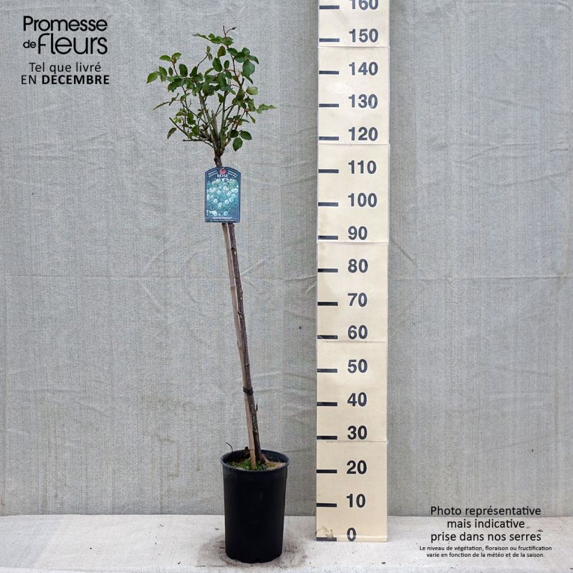 Exemplar von Stammrose Iceberg Topf mit 7,5L/10L, Stamm wie im Herbst geliefert