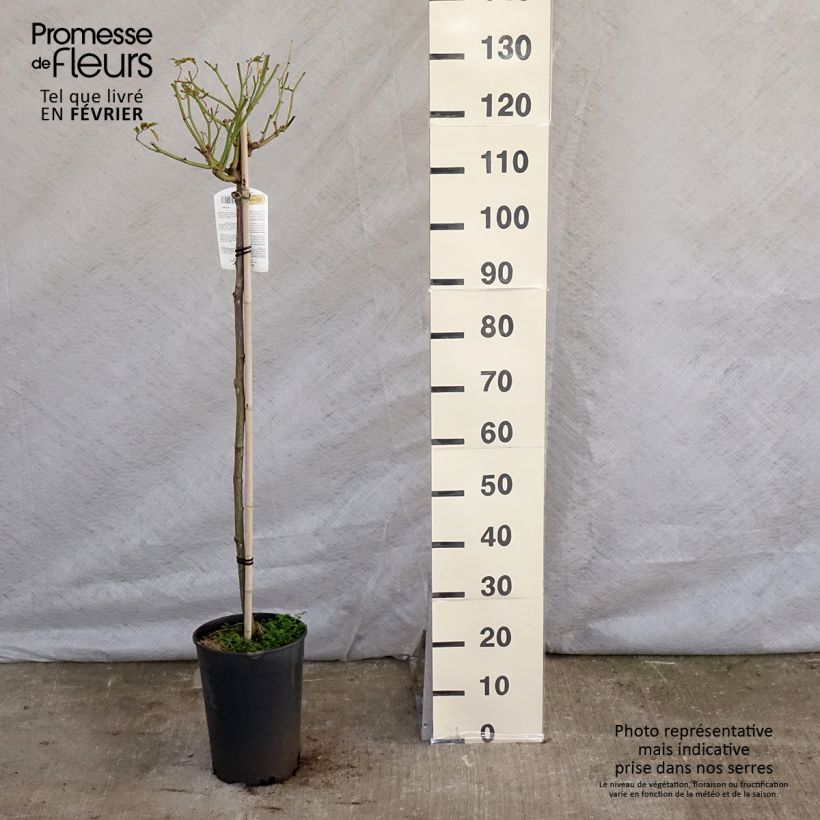 Exemplar von Stammrose Iceberg Topf mit 7,5L/10L wie im Winter geliefert