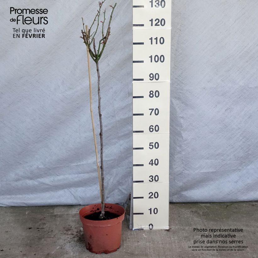 Exemplar von Stammrose Ingrid Bergman Topf mit 7,5L/10L, Stamm wie im Winter geliefert