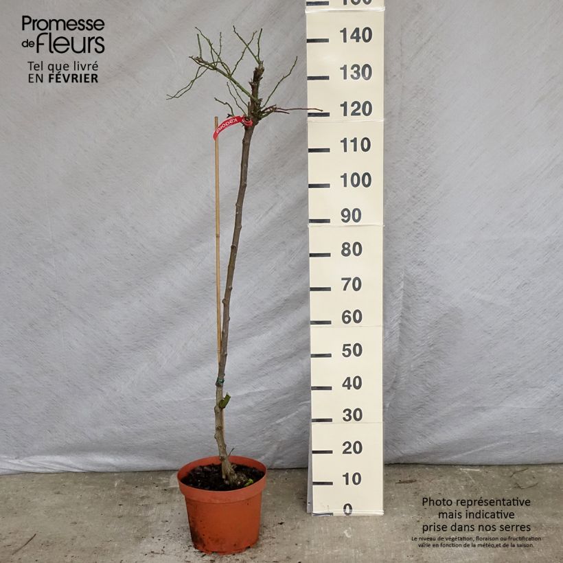 Exemplar von Stammrose Decorosier Kadora Topf mit 7,5L/10L, Stamm wie im Winter geliefert