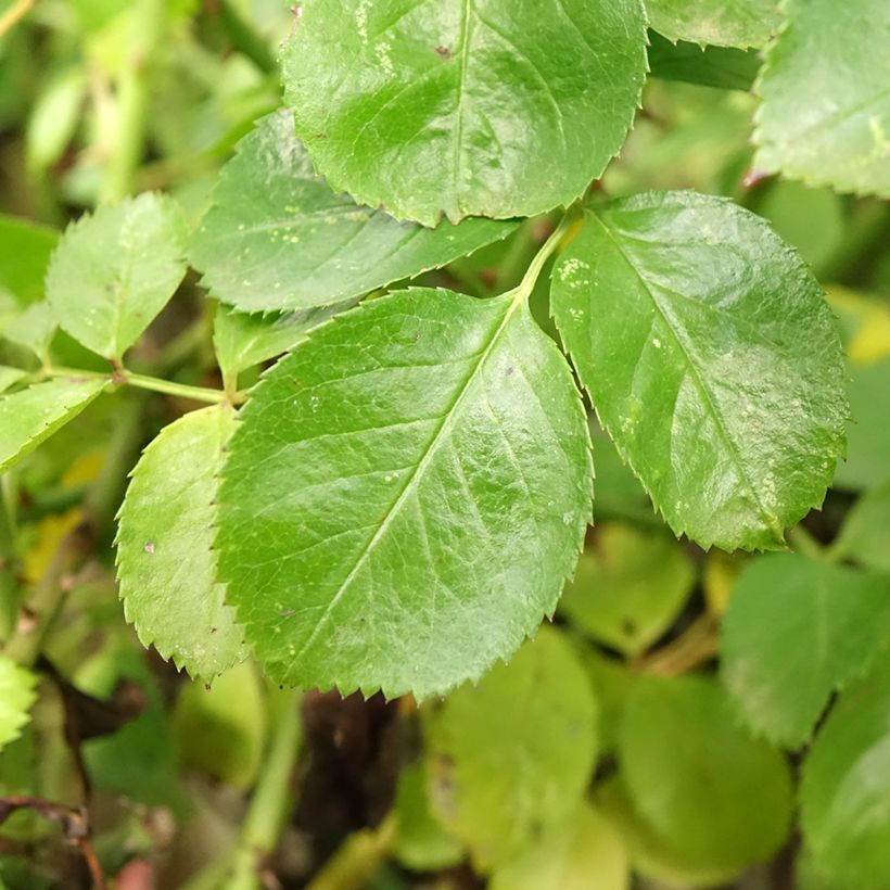 Stammrose Decorosier Kadora (Laub)
